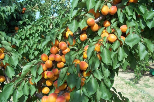 kayisi-fidani-kayisi-bahcesi.jpg