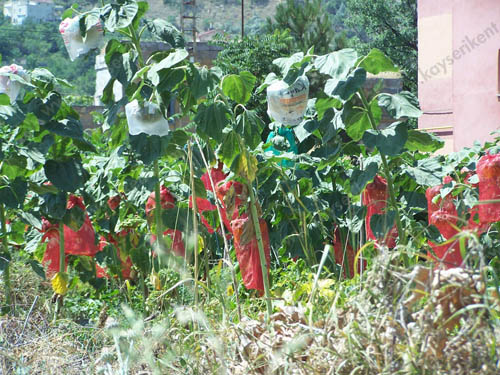 Ayciceklerini Kuslardan Korumak Icin Ilginc Yontem